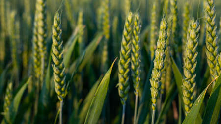 A close-up of the young, green ears of wheat in the setting sun. Photo taken in natural soft light. Climatic lighting conditions at sunsetの写真素材
