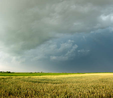 Dark storm clouds gather over the grain fields. Photo taken in natural light.