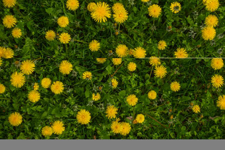 Lots of yellow flowers of Dandelion (Taraxacum officinale) on a green meadow. Photo taken with...