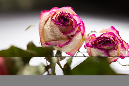 Dried flowers of white roses on a white blurry background. Photo taken under soft artificial light.の写真素材