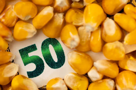 Corn grains with details of 50 Euro banknote. Object lit with a uniform, soft light.