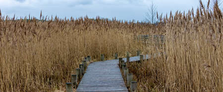 A wooden pier and an observation tower on a reed field in the national park. The photo was taken on...