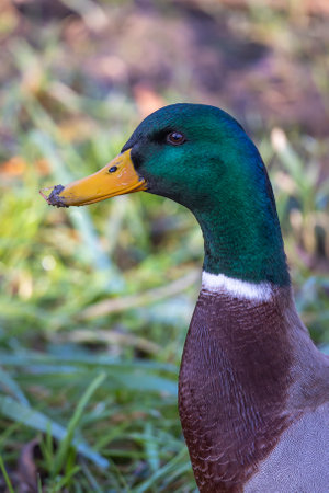 Duck male on the river bank on a sunny autumn afternoon. A blurred background that cuts off the subject nicelyの写真素材