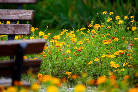 Garden benches in a flowered park on a sunny day. Photo taken on a sunny day with good lighting conditions.の写真素材