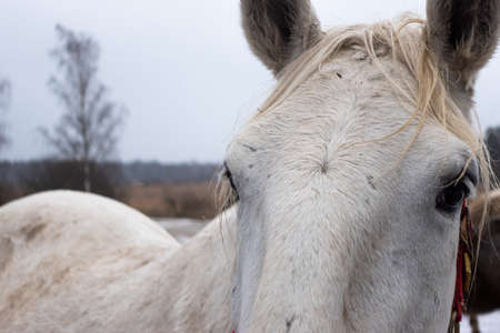 Gray horses in the winter yard. Close-ups on the heads. The photo was taken on a cloudy day