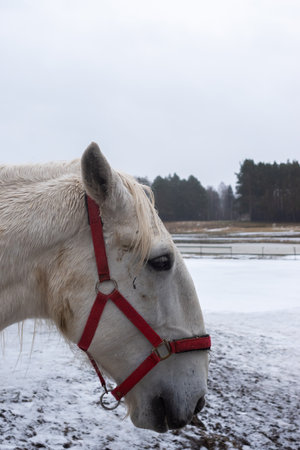 Gray horses in the winter yard. Close-ups on the heads. The photo was taken on a cloudy dayの写真素材