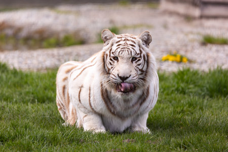 A white, albino Bengal tiger resting the at the zoo paddock. Animals threatened with extinction. Photo taken in natural, soft light.の写真素材