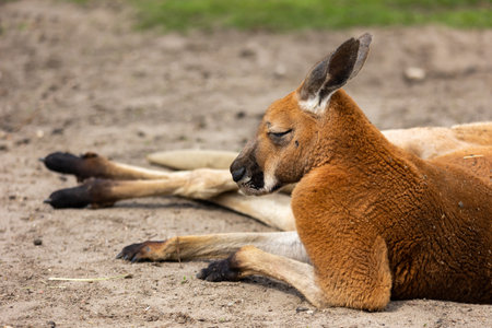 Red kangaroos are resting in the zoo's paddock. Photo taken at noon on a sunny dayの写真素材