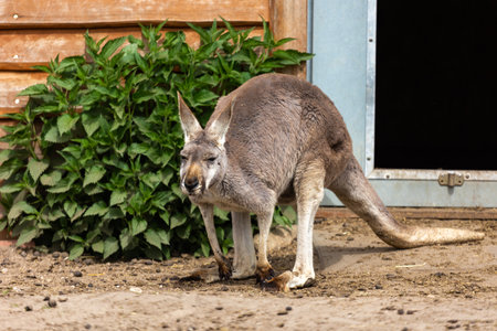 Red kangaroos are resting in the zoo's paddock. Photo taken at noon on a sunny dayの写真素材