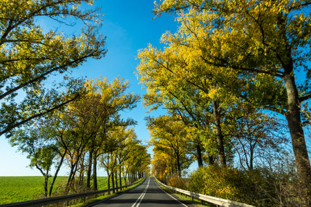 Beautiful road with autumn trees with golden leaves. Perfect blue sky. The photo was taken on a sunny day from a car while driving.の写真素材