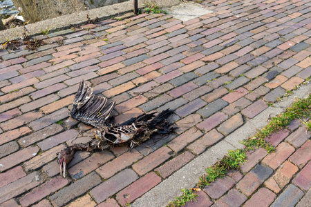A dead cormorant lying on the pavement of the seaside boulevard. Photo taken on a cloudy day, soft lightの写真素材