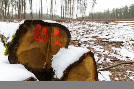 Orange markings made by the forest service on the trunks of a felled tree in the forest. Massive...