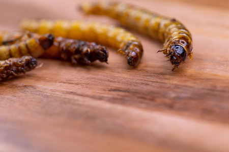 Fried wood grubs and mealworms on a wooden chopping board. Fried insects as a source of protein in the diet.の写真素材