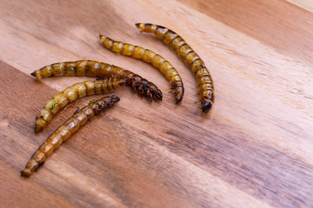 Fried wood grubs and mealworms on a wooden chopping board. Fried insects as a source of protein in...