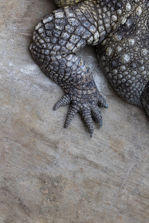 Close-up of a crocodile's peacock resting on a rock. Breeding predators in zoosの写真素材