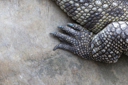 Close-up of a crocodile's peacock resting on a rock. Breeding predators in zoosの写真素材