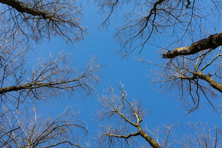 Looking up at the treetops against the blue sky. Branches without leaves, early springの写真素材