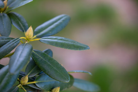 green buds of rhododendron growing in the garden. Close-up of leaves and buds. Signs of the coming springの写真素材