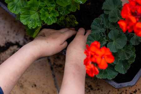 Planting peargonium and other potted flowers for balcony decoration. Spring arranging gardens and decorating balconies.の写真素材