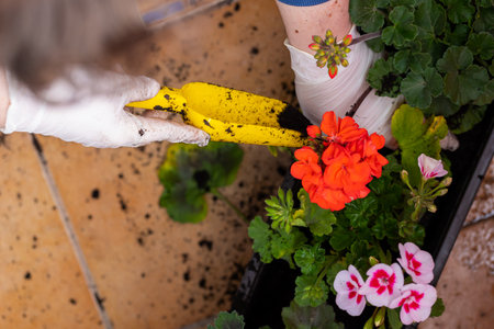Planting peargonium and other potted flowers for balcony decoration. Spring arranging gardens and decorating balconies.の写真素材