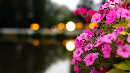 Close-up of blooming pink geranium flowers. The photo was taken in the evening, the lights of the lanterns are blurred in the background.の写真素材