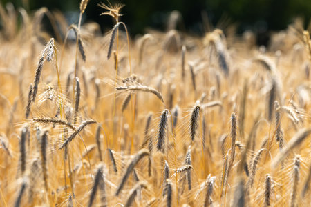 Close up of golden ears of ripe wheat ready for harvest. Photo taken on a sunny summer dayの写真素材