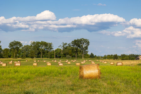 Bales of hay drying in a sunny field after grass harvest. Photo taken on a sunny dayの写真素材