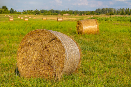 Bales of hay drying in a sunny field, close up shot for the main subject. Photo taken on a sunny day after grass harvestの写真素材