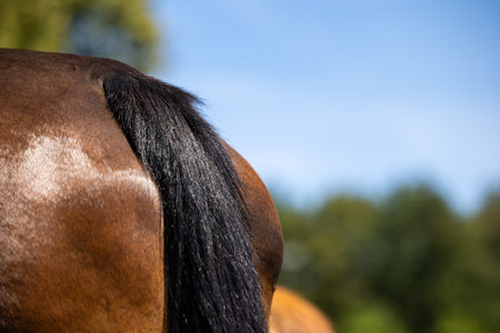 A close-up of the horse's hindquarters. Black tale and shining skin. Photo taken on a sunny day during a horse riding show. Blurred backgroundの写真素材