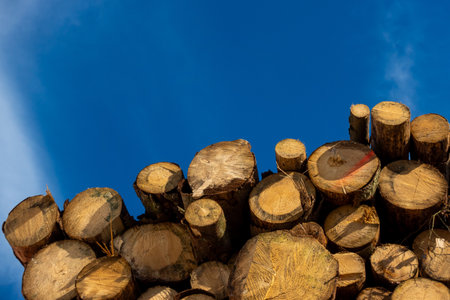 Logs of cut trees stacked on a truck against a blue sky. Wood transport and forest management.の写真素材