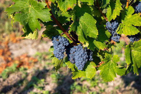 Mature dark blue grapes ready to be picked from the bush. Photo of the vineyard taken on a sunny dayの写真素材