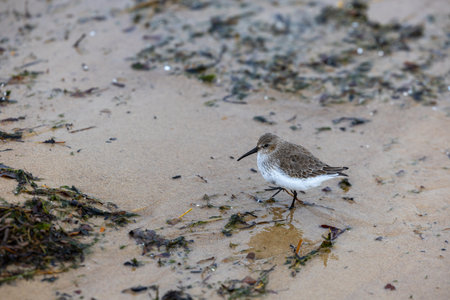 Western sandpiper hunting for food on the beach. Footage taken during the cloudy day.
