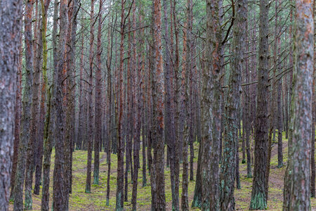 Close-up of pine tree trunks in a dense pine forest. Photo taken on a cloudy day, uniform and soft lightの写真素材