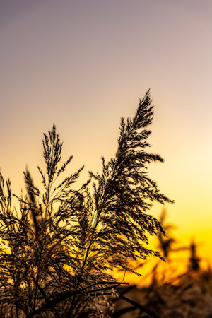 Contours of reed ears against the orange setting sun. Photo taken in natural lighting.の写真素材