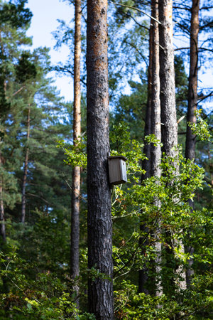 A wooden birdhouse nests on a tree trunk. The remaining trees in the forest are blurred in the...