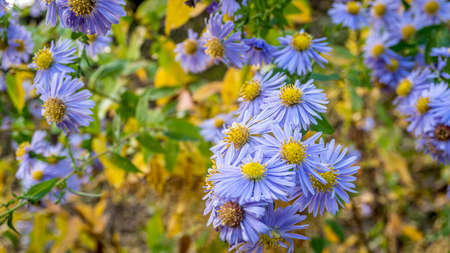 blue wildflowers blooming in autumnの写真素材