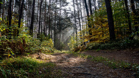 autumn forest in Poland, Poland golden autumn