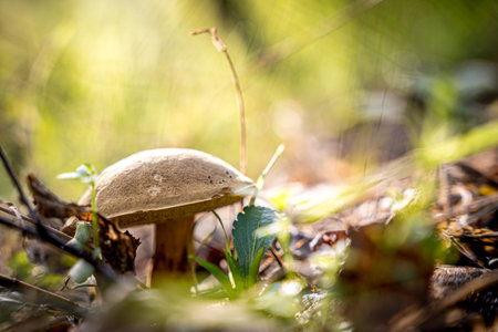 Mushrooms, undergrowth in autumn in the forest. A beautiful background or wallpaper for your computer screen.の写真素材