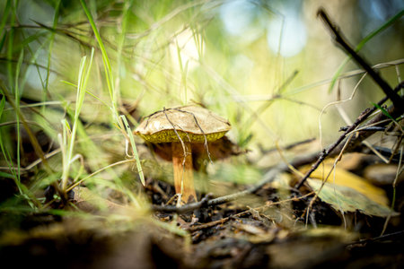 Mushrooms, undergrowth in autumn in the forest. A beautiful background or wallpaper for your...