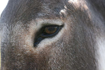 donkey eyeの写真素材