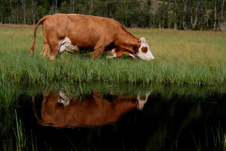 reflection of the cow on a puddleの写真素材