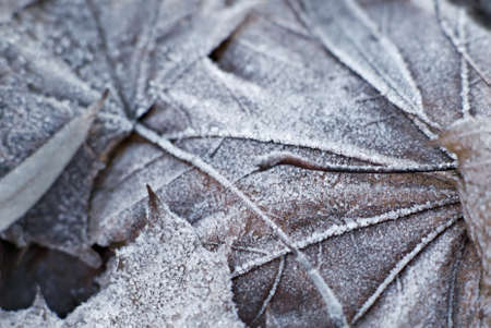 Leaves covered with hoar frostの写真素材