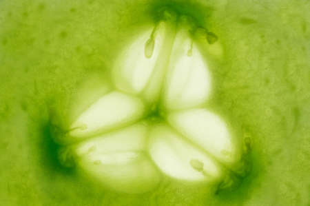 Sliced cucumber as close up, bright macro shotの写真素材