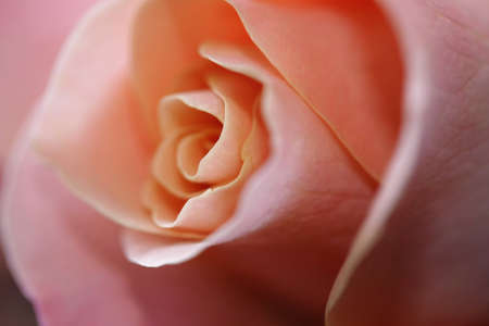 pink rose as a soft close upの写真素材