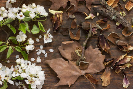 Fresh branches of an apple tree with white flowers and fresh green leaves with brown autumn leaves on wooden background as a studio close up and symbolic image for time and transienceの写真素材