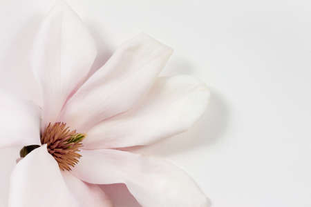 Fresh single magnolia flower on white paper background as soft studio close up and spring image with copyspaceの写真素材