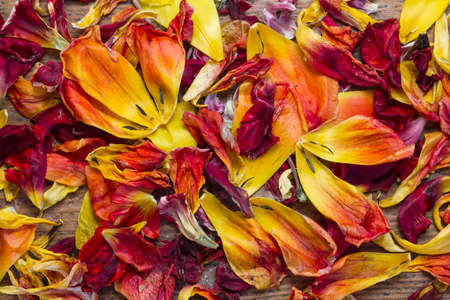Fresh and withered tulip petals from red and yellow flowers as a top view background imageの写真素材