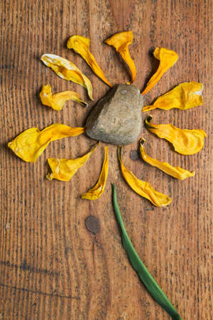 Withered tulip petals arranged like a flower in shape of a sun with a stone in its centerの写真素材