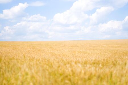wheat fieldの写真素材