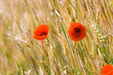 wheat fieldの写真素材